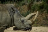 Beautiful closeup of a Rhinoceros