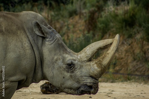 Beautiful closeup of a Rhinoceros