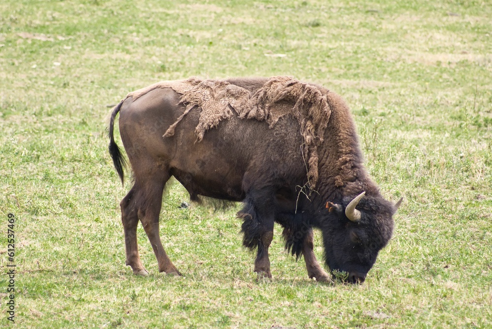 Big American bison grazing in the field on the blurred background on a sunny day