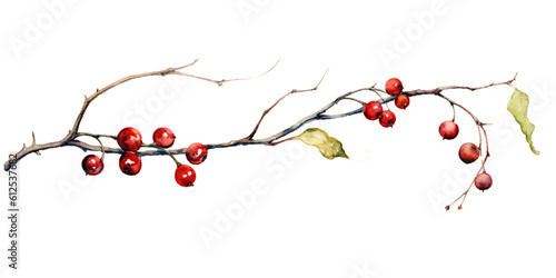 slender berry tendril in watercolor design isolated against transparent background