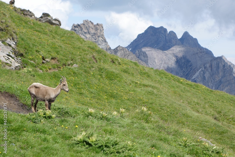Cute Alpine ibex in the mountains during the daytime