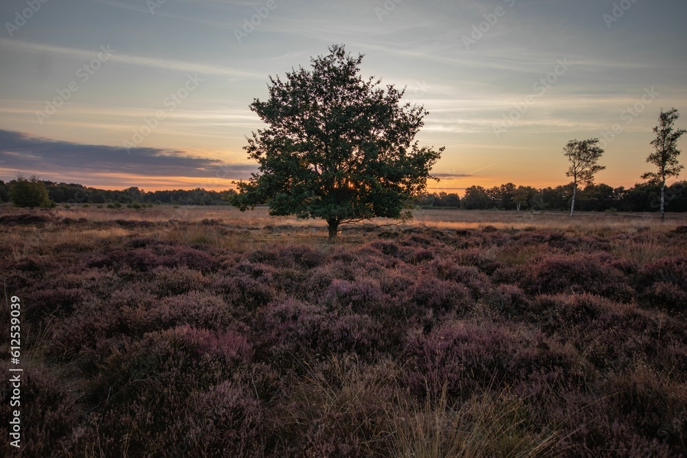 Beautiful view of a lonely tree in a field with a sunset sky in the baclground
