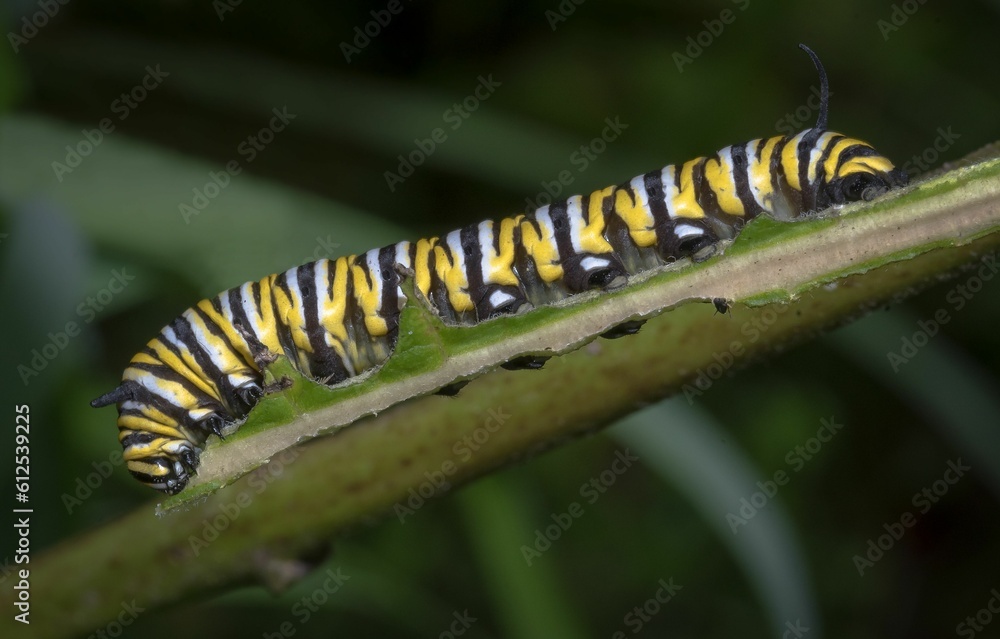 Macro shot of a Tiger Milkweed Butterfly Caterpillar on a green leaf in the forest