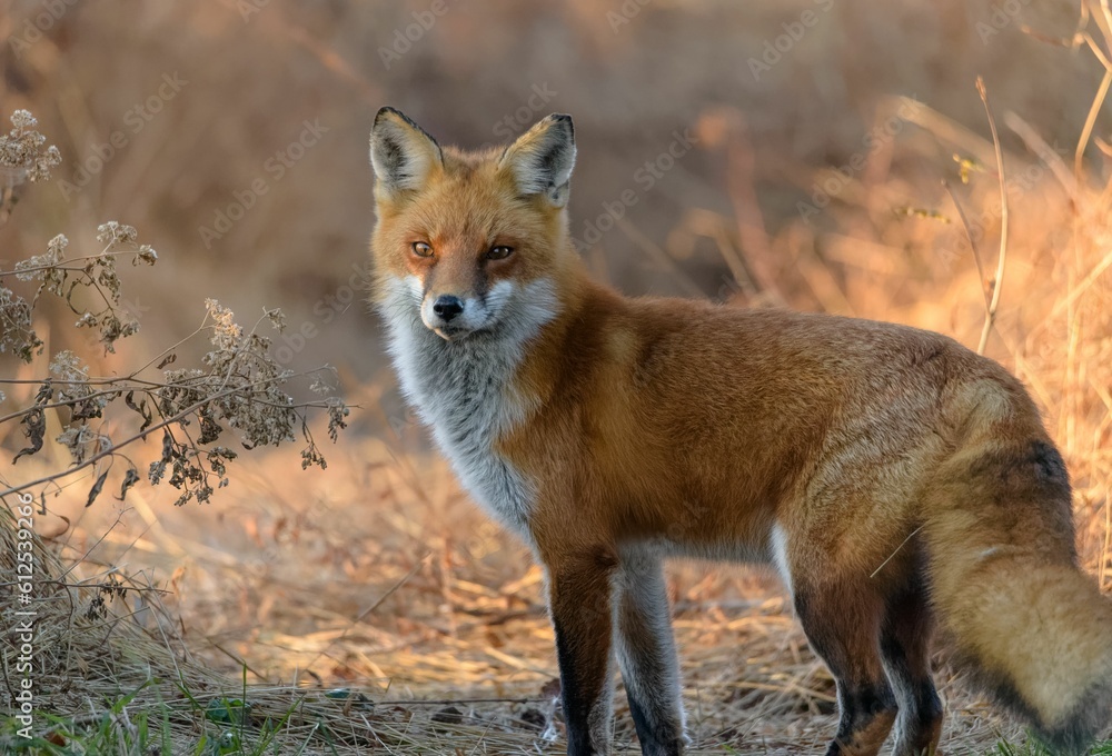 Selective focus shot of a Red Fox in the forest Selective focus shot of a Red Fox in the forest