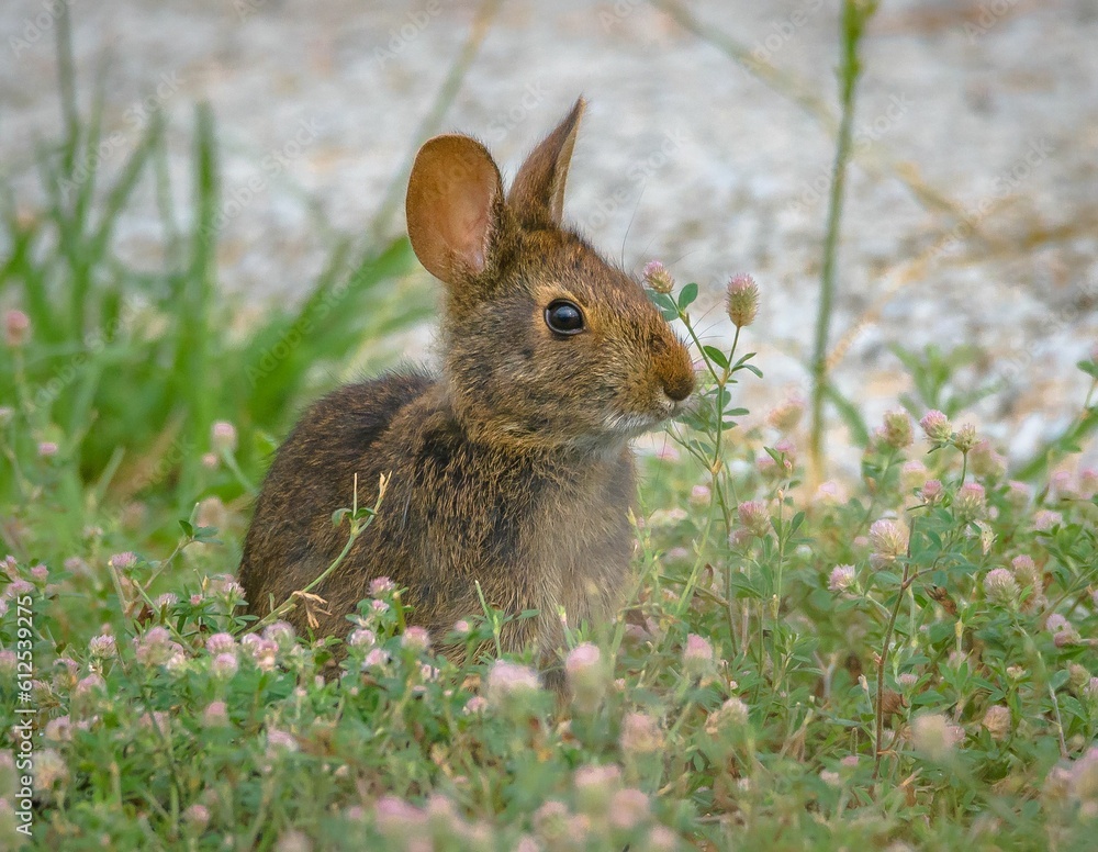 Fototapeta premium Closeup shot of a Marsh Rabbit on the ground