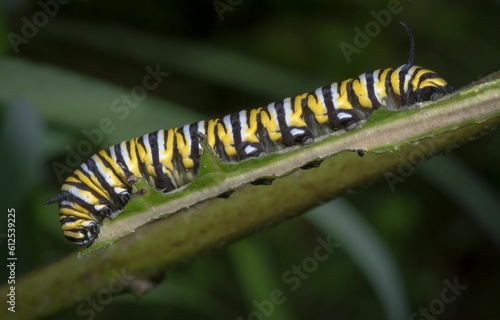 Macro shot of a Tiger Milkweed Butterfly Caterpillar on a green leaf in the forest © Kevin Giannini/Wirestock Creators