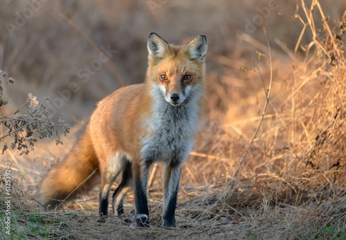 Selective focus shot of a Red Fox in the forest © Kevin Giannini/Wirestock Creators
