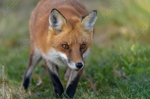 Selective focus shot of a Red Fox in the forest © Kevin Giannini/Wirestock Creators