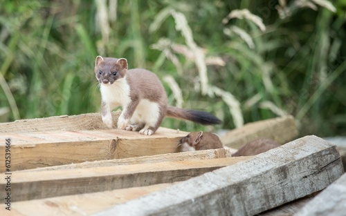 Close-up shot of least weasels on cut tree trunks