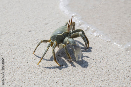 sea crab
