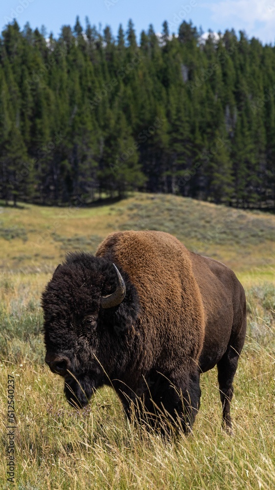 Vertical closeup of American bison, Bison bison in the meadow.