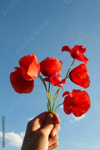 Vertical shot of a hand holding common poppies with sky in background