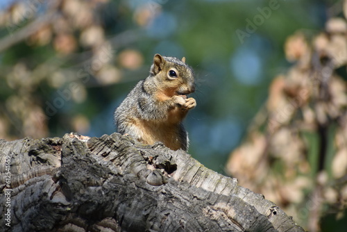 squirrel on the tree © David