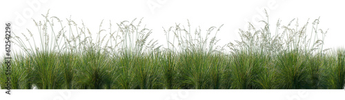 Field of Prairie dropseed Sporobolus heterolepis grass isolated png on a transparent background perfectly cutout high resolution frontal photo