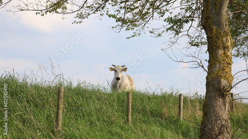 Rind in Zeeland