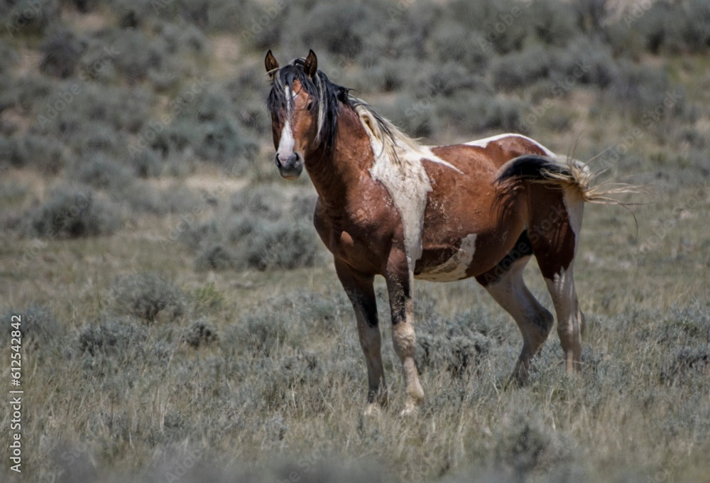 Brown Mustang horse standing on grass farm in McCullough Peaks Area in Cody, Wyoming Brown Mustang horse standing on grass farm in McCullough Peaks Area in Cody, Wyoming