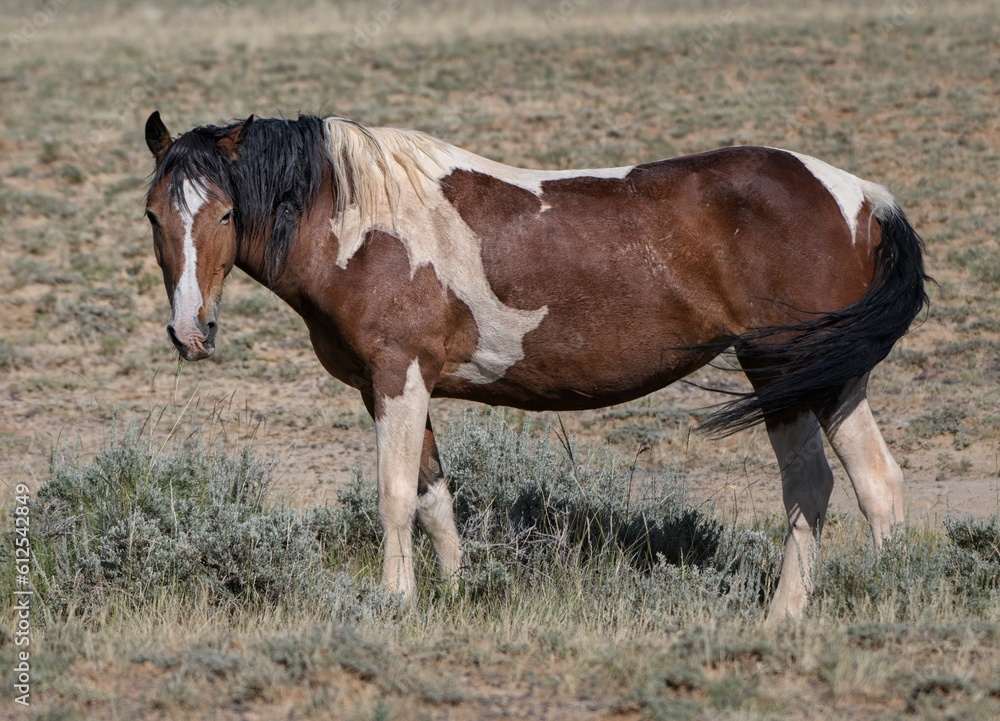 Fototapeta premium Fluffy brown Mustang horse standing on grass farm in McCullough Peaks Area in Cody, Wyoming