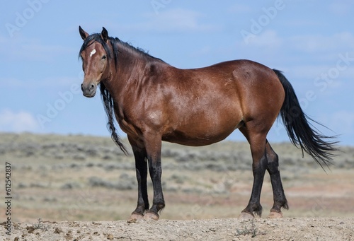 Mustang horse standing on grass farm under blue sky in McCullough Peaks Area in Cody, Wyoming