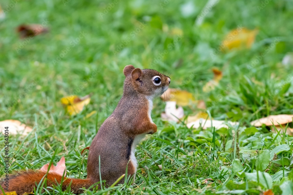 Beautiful closeup of a small squirrel on a grass