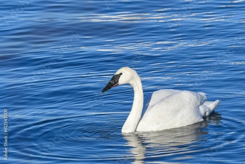 Beautiful closeup of a white swan on a blue water