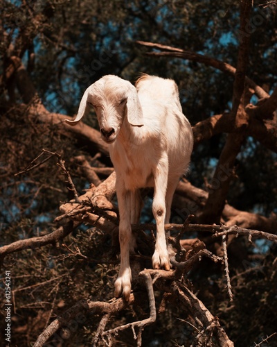 Vertical closeup shot of a white goat on an argan tree in Morocco