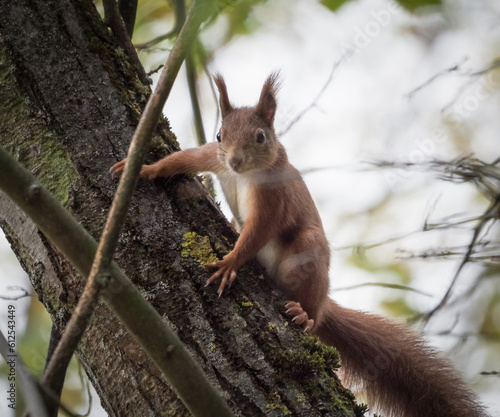 A squirrel in jena at autumn looking at me photo