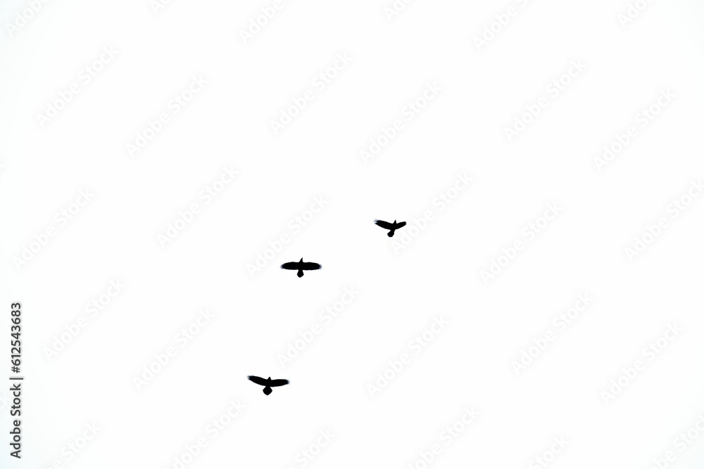 Silhouettes of sparrow birds in flight against a white background