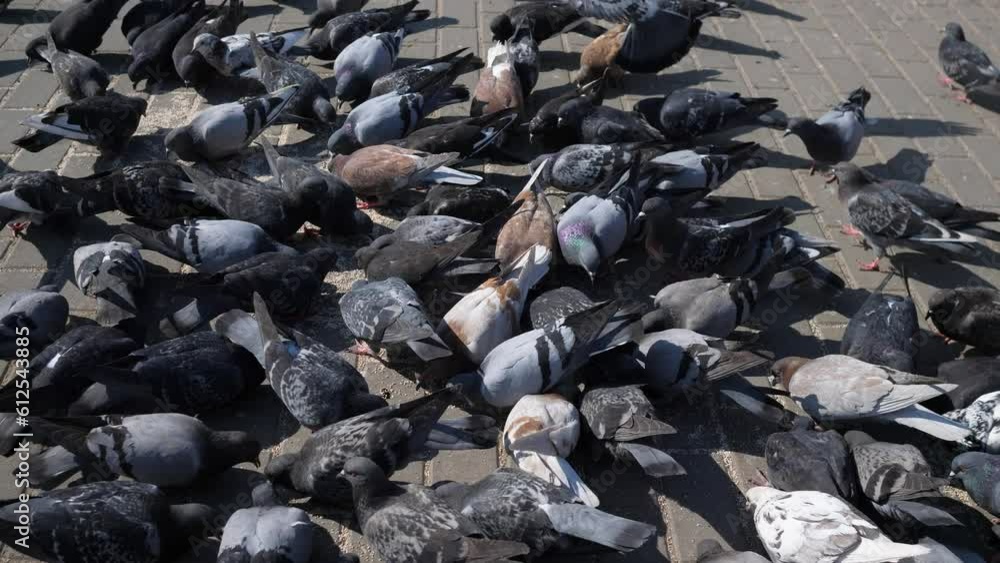 urban pigeons eat millet on the sidewalk in the summer on a sunny hot day 4k urban pigeons eat millet on the sidewalk in the summer on a sunny hot day 4k