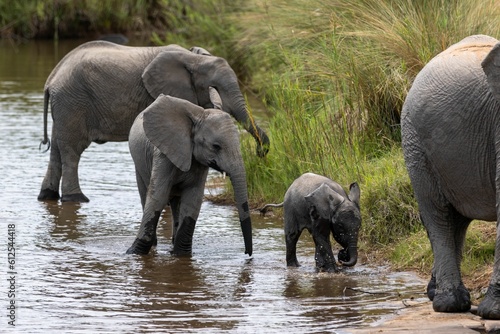Herd of elephants on a river in the wilderness of Marataba  South Africa
