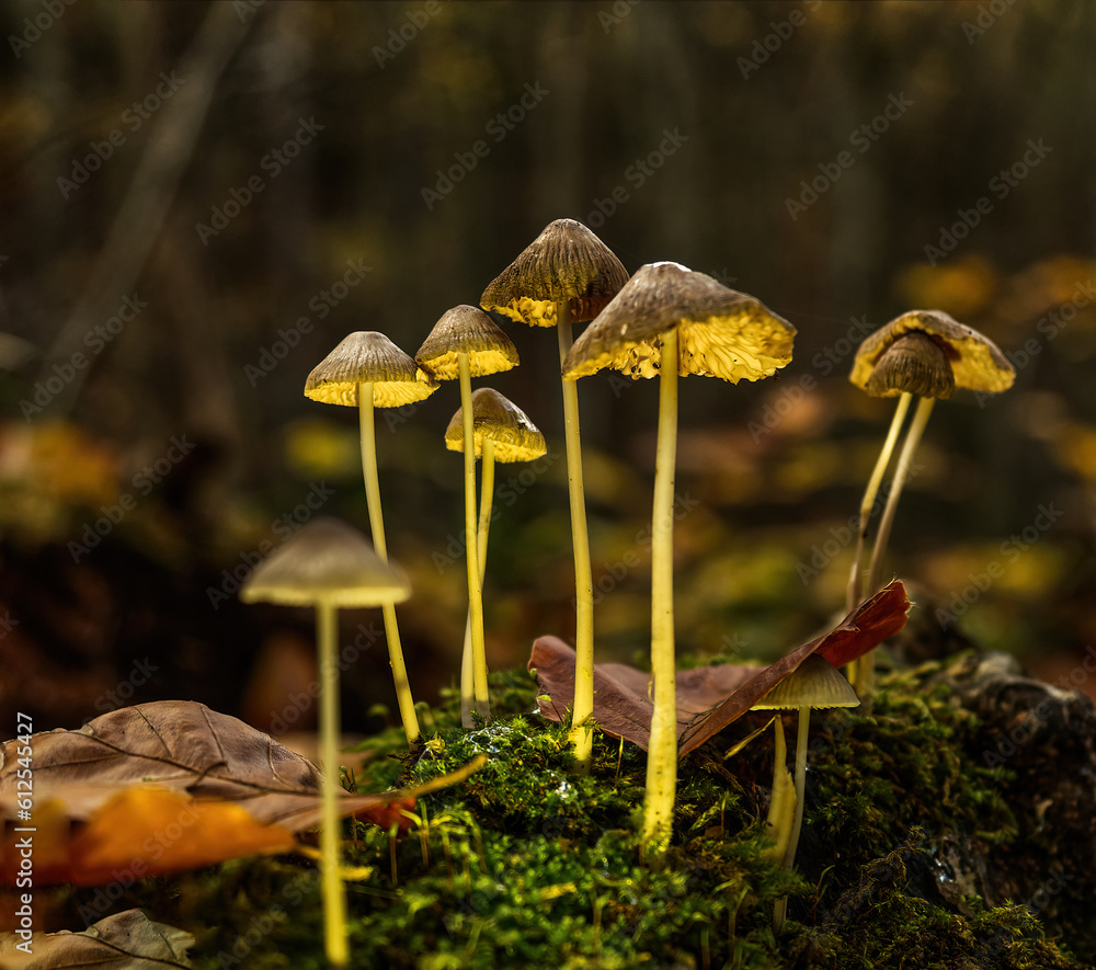 mushrooms in Jena at autumn with bottom side perspective mushrooms in Jena at autumn with bottom side perspective
