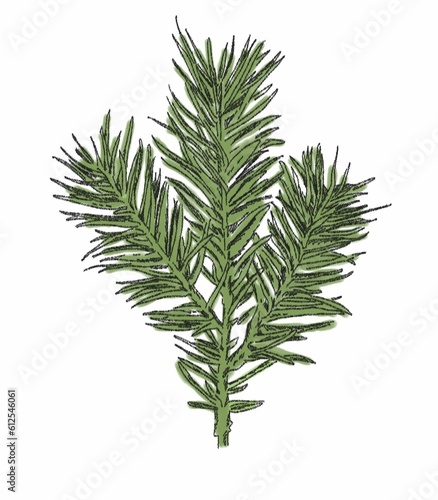 Vertical illustration of spruce branches on a white background