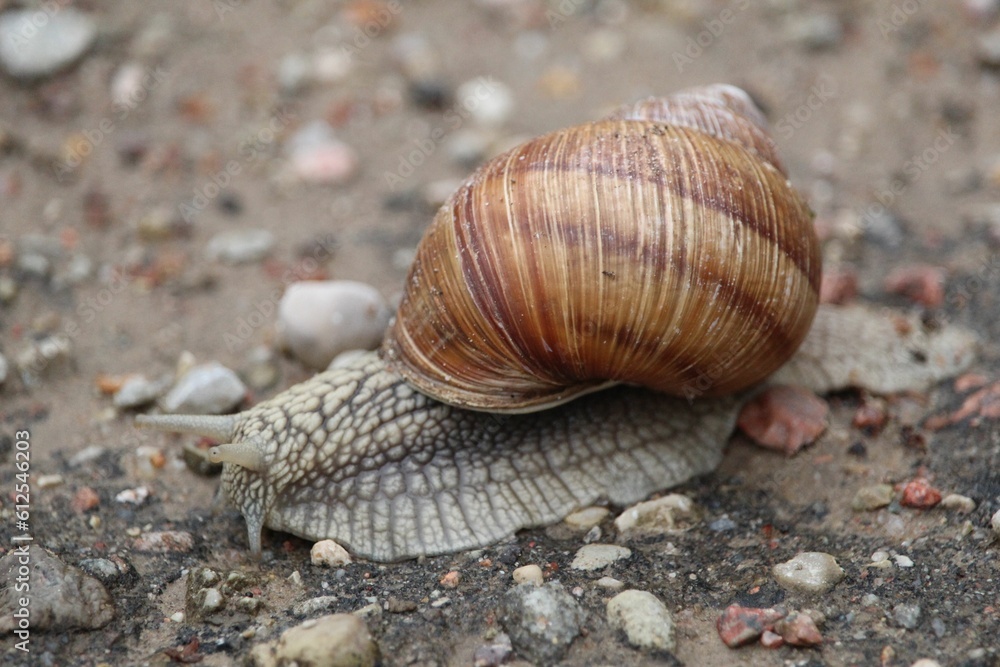 Closeup of adorable Burgundy snail on the ground Closeup of adorable Burgundy snail on the ground