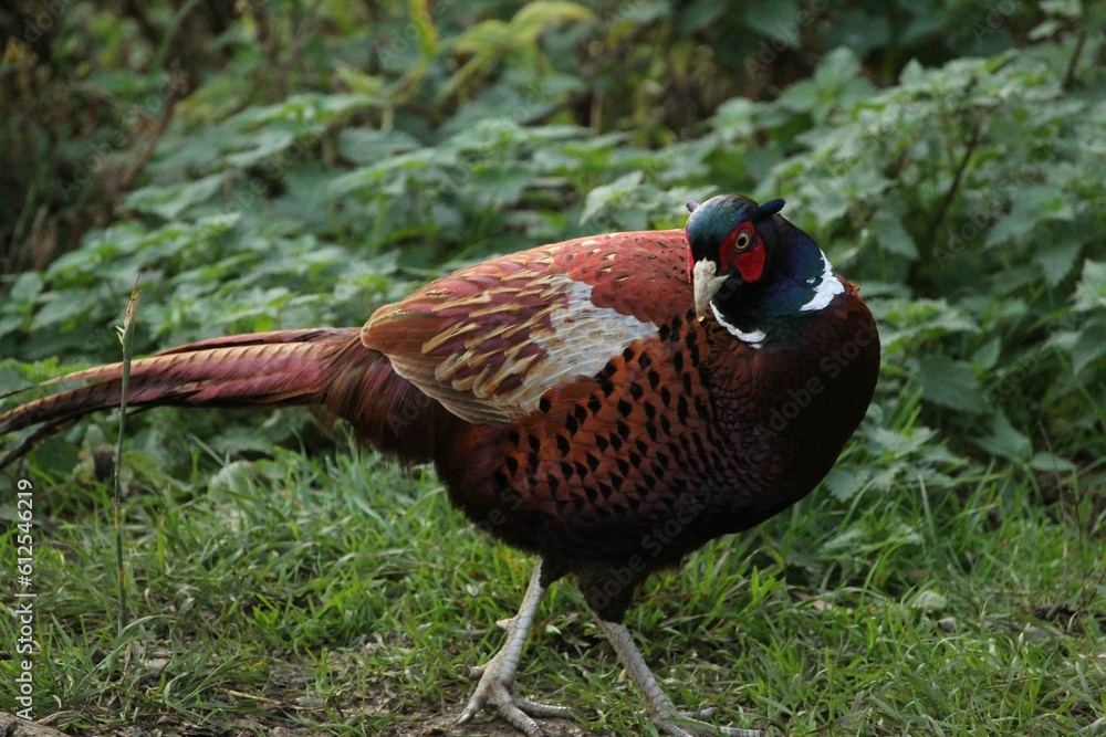 Closeup of Ring-necked Pheasant on green grass Closeup of Ring-necked Pheasant on green grass
