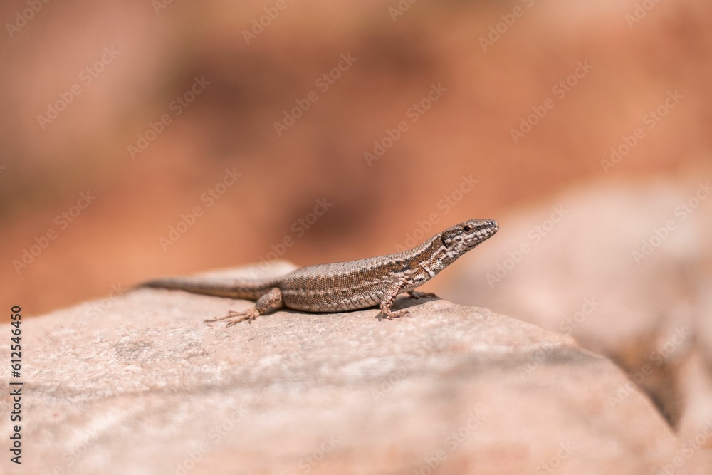 Selective focus of an Iberian wall lizard (Podarcis hispanica) on a stone Selective focus of an Iberian wall lizard (Podarcis hispanica) on a stone