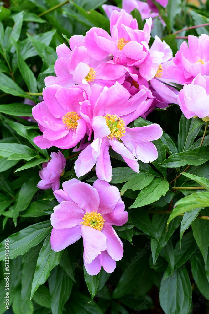 Pink and yellow Peony flowers with green leaf background. Pink and yellow Peony flowers with green leaf background.