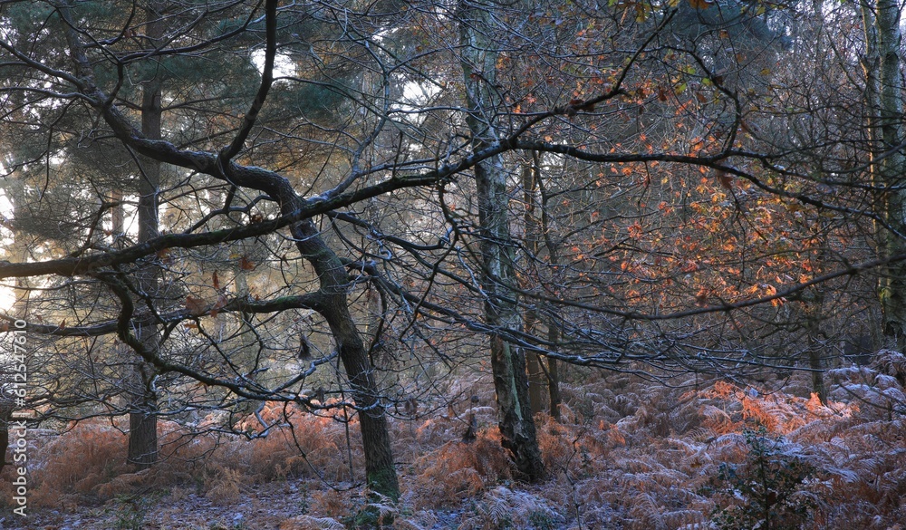 Trees at snowy Sutton park in Birmingham on a cold winter day Trees at snowy Sutton park in Birmingham on a cold winter day