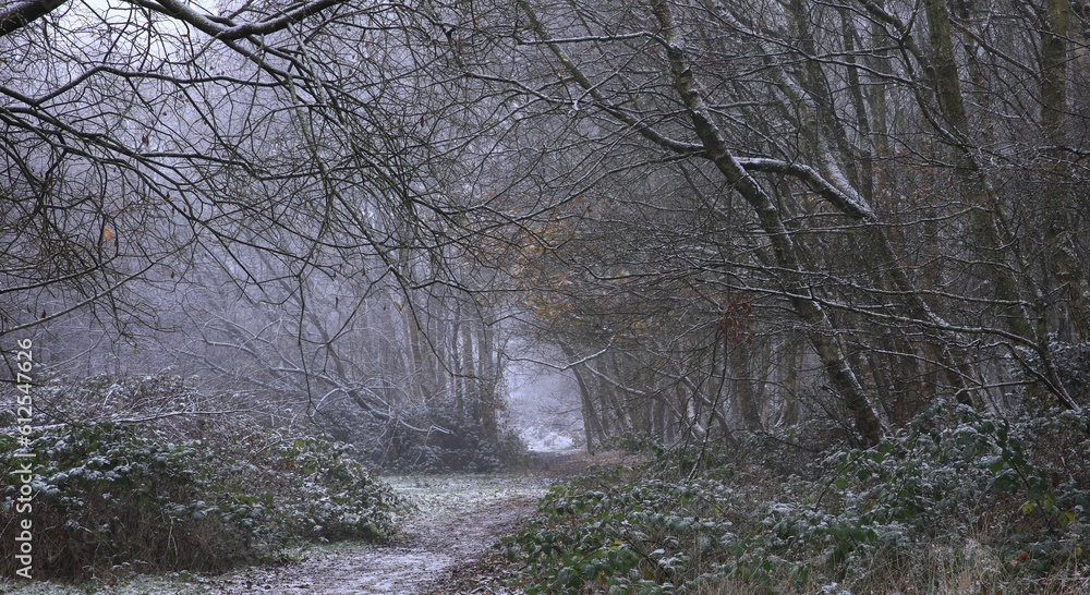 Snowy trees at Sutton park in Birmingham on a cold winter day Snowy trees at Sutton park in Birmingham on a cold winter day