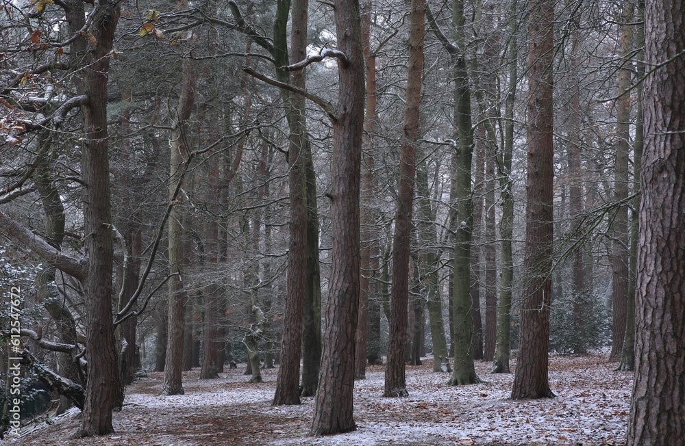Daytime view of the snow covered Sutton park in Birmingham, United Kingdom during winter Daytime view of the snow covered Sutton park in Birmingham, United Kingdom during winter