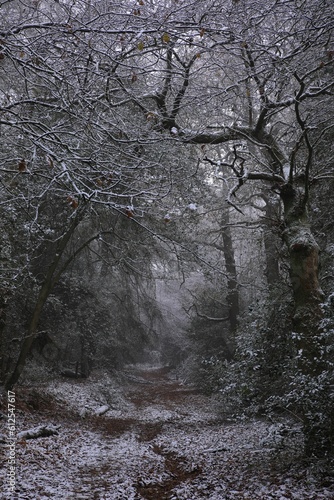 Vertical shot of trees at snowy Sutton park in Birmingham on a cold day photo