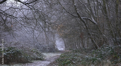 Snowy trees at Sutton park in Birmingham on a cold winter day photo