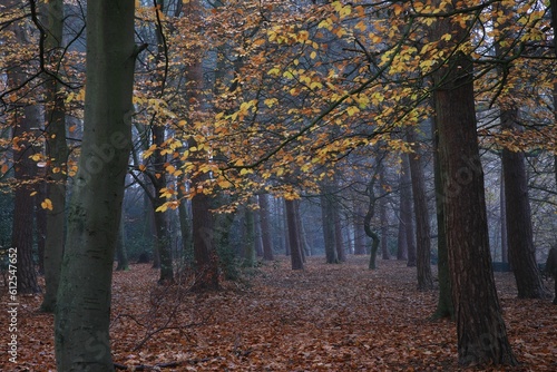 Scenic view of an autumn forest in Sutton park, Birmingham, UK
