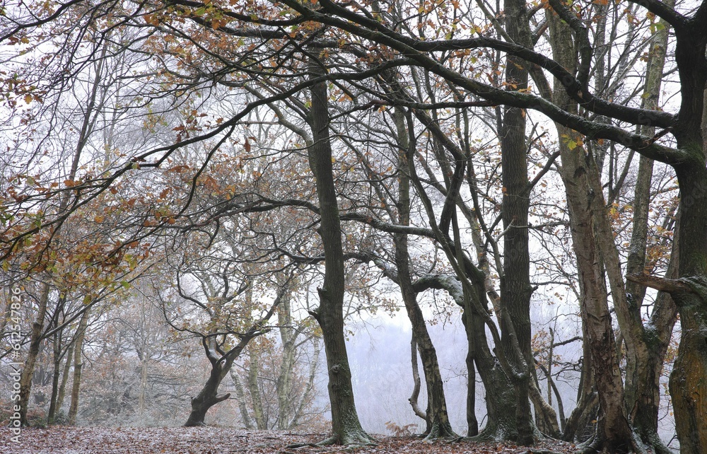 Tall trees in Sutton park in Birmingham, England. Tall trees in Sutton park in Birmingham, England.