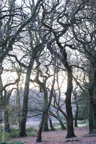 Vertical shot of trees in Sutton park in Birmingham, UK.