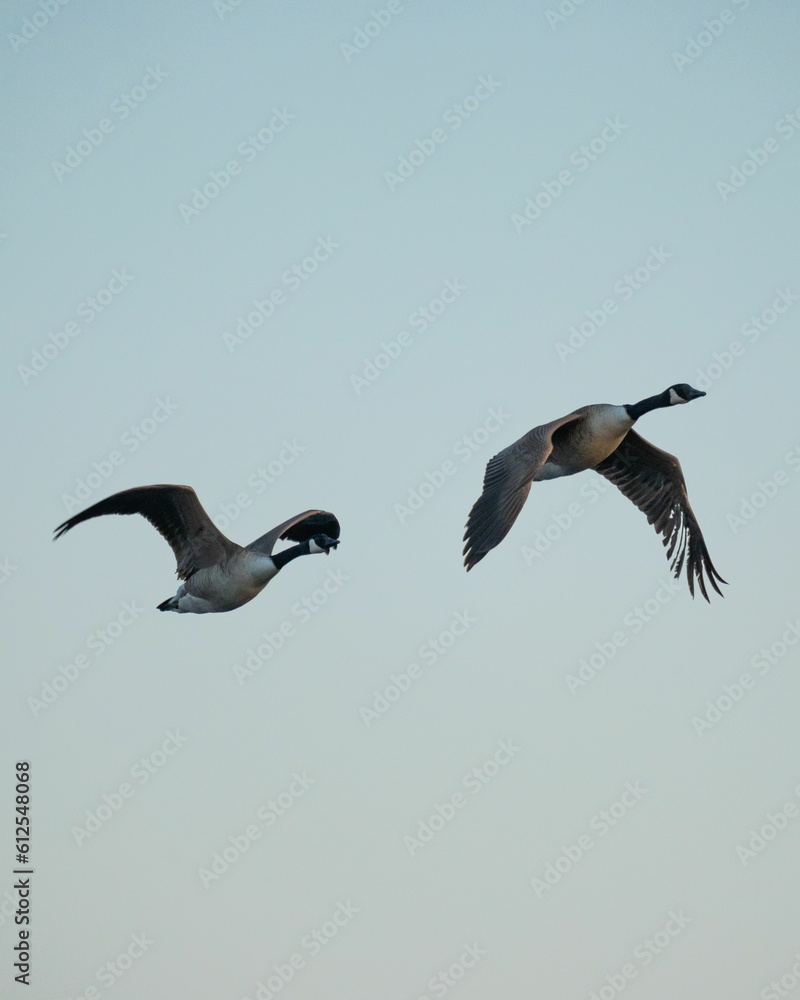 Obraz premium Low-angle shot of two geese flying with their wide-open wings against the blue sky
