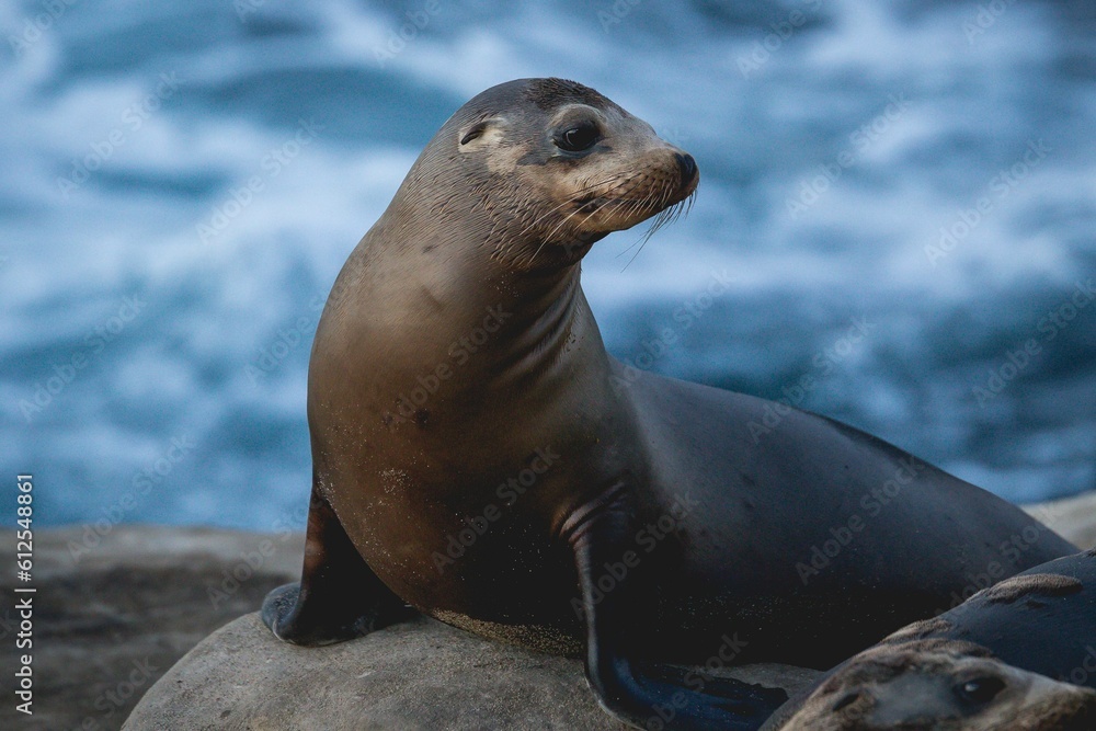 Obraz premium Closeup of California sea lion resting on the rock