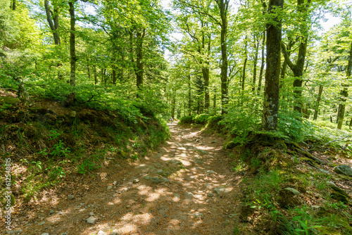 Foret de ballon d alsace