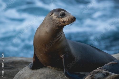 Closeup of California sea lion resting on the rock
