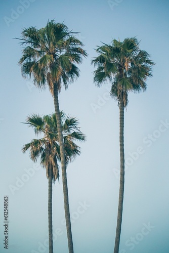 Vertical shot of palm trees growing against a blue sky