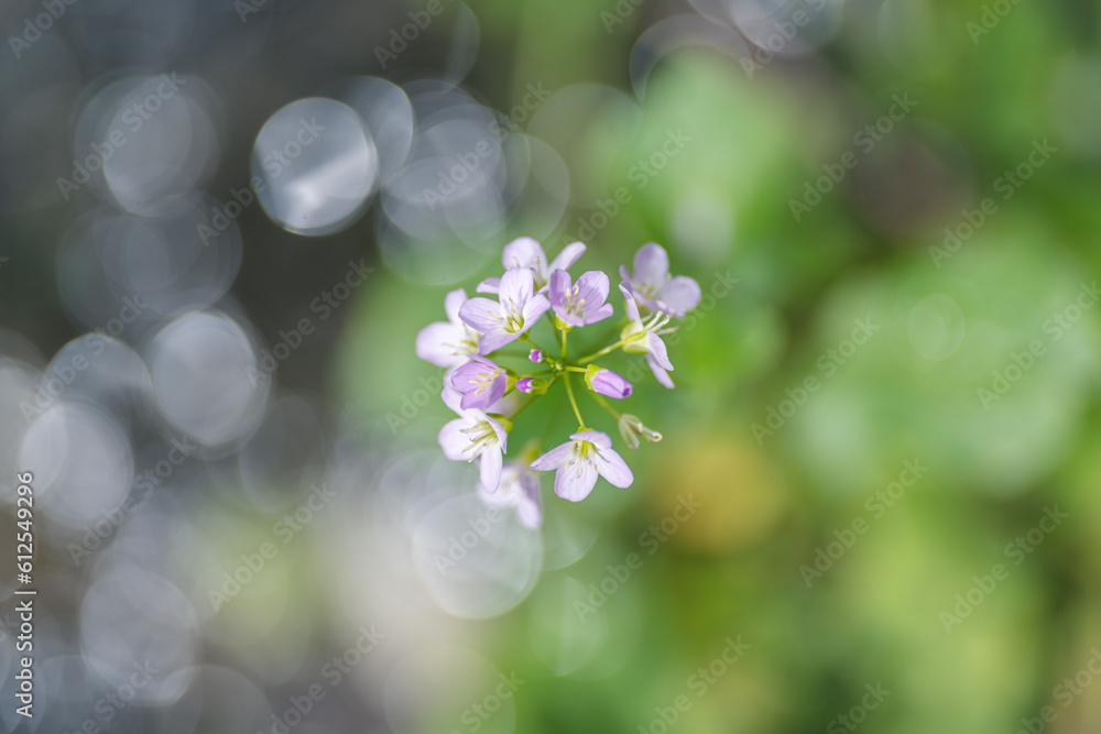 Pink wildflower cuckoo flower or cardamine pratensis view from above, shallow depth of field
