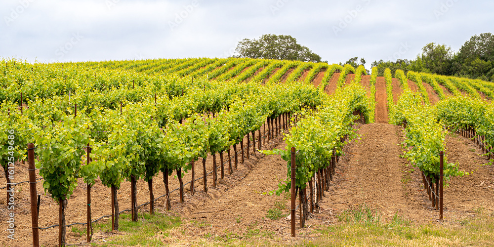 Naklejka premium Panorama of a Vineyard with Oak Tree., Sonoma County, California, USA